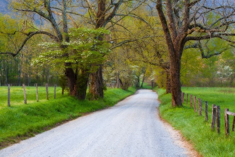 Picture of SMALL ROAD IN SPRING