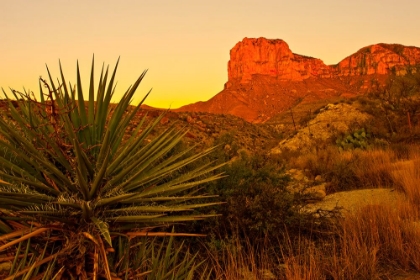 Picture of DESERT MOUNTAIN AGAVE