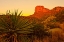 Picture of DESERT MOUNTAIN AGAVE