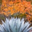 Picture of AGAVE IN THE FALL