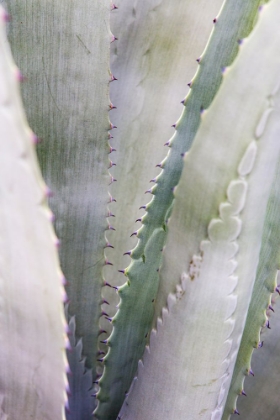 Picture of GREEN AGAVE