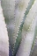 Picture of GREEN AGAVE
