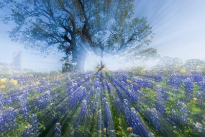 Picture of TEXAS BLUEBONNETS IN SPRING