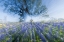 Picture of TEXAS BLUEBONNETS IN SPRING