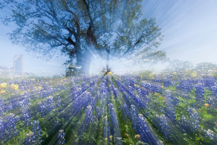 Picture of TEXAS BLUEBONNETS IN SPRING