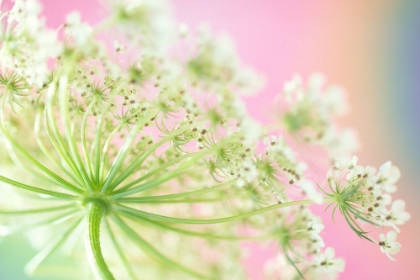Picture of COW PARSNIP CLOSE-UP