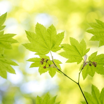 Picture of VINE MAPLE LEAVES