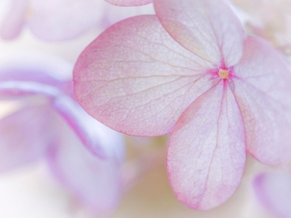 Picture of HYDRANGEA FLOWER CLOSE-UP I