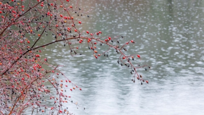Picture of WILD ROSE IN THE RAIN
