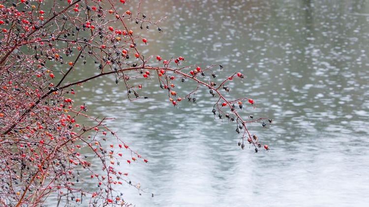 Picture of WILD ROSE IN THE RAIN