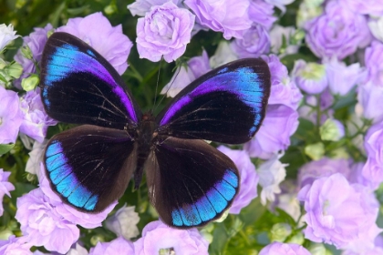 Picture of MIDNIGHT BLUE BUTTERFLY