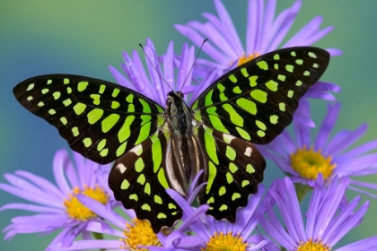 Picture of TAILED JAY BUTTERFLY