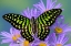 Picture of TAILED JAY BUTTERFLY