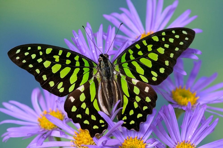 Picture of TAILED JAY BUTTERFLY