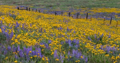 Picture of SPRINGTIME BLOOM