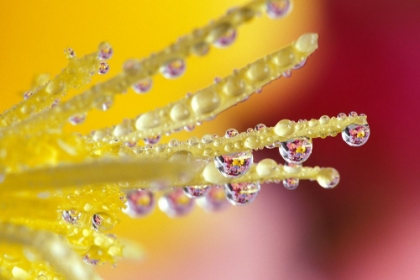 Picture of EVERLASTING FLOWER
