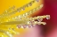 Picture of EVERLASTING FLOWER