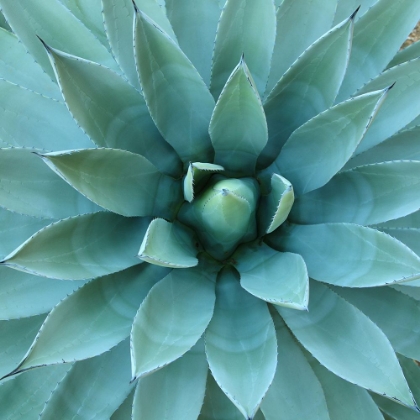 Picture of AGAVE II