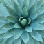 Picture of AGAVE II