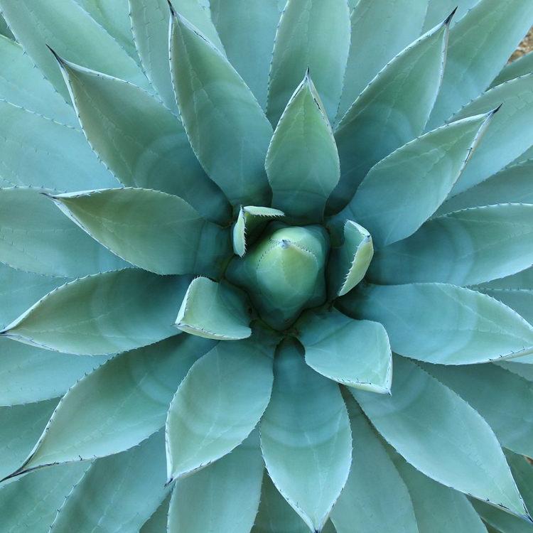 Picture of AGAVE II
