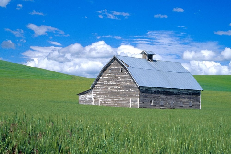 Picture of BARN IN ROLLING FIELDS