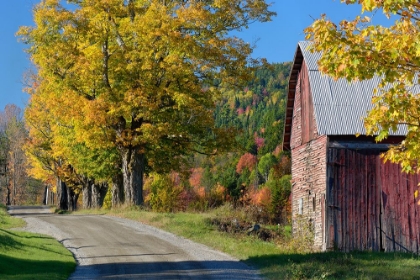 Picture of COUNTRY LANE IN FALL