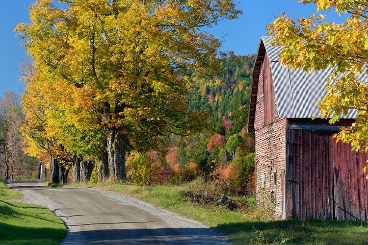 Picture of COUNTRY LANE IN FALL