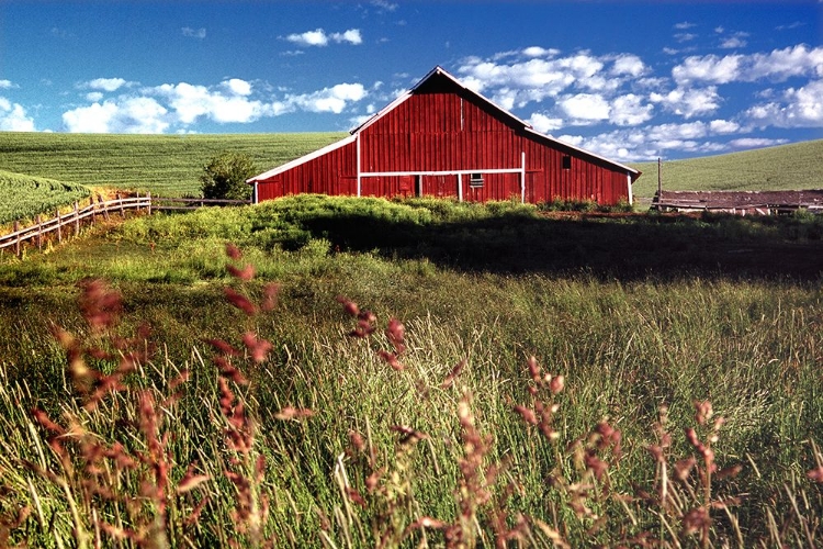 Picture of RED BARN IN ROLLING PASTURES