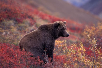 Picture of BEAR IN AUTUMN