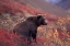 Picture of BEAR IN AUTUMN