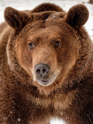 Picture of BEAR CLOSE-UP
