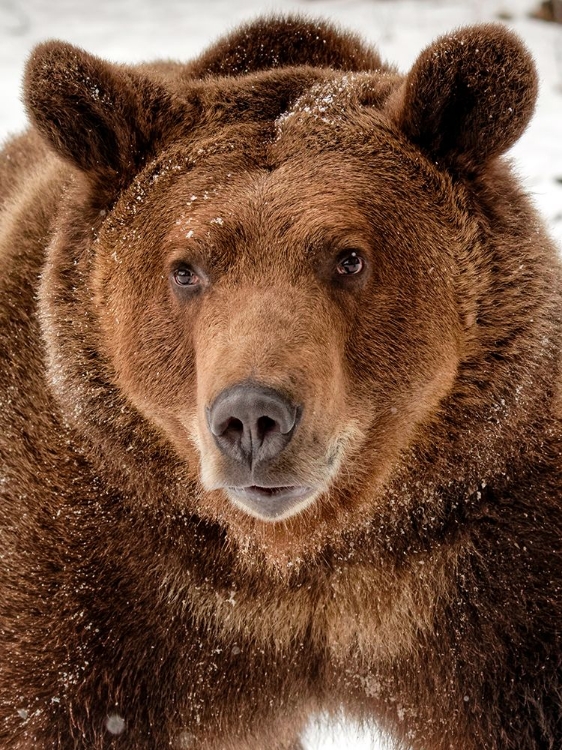Picture of BEAR CLOSE-UP