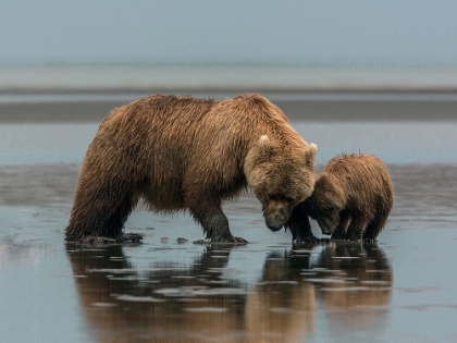 Picture of MOTHER BEAR AND HER CUB