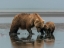 Picture of MOTHER BEAR AND HER CUB