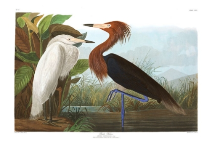 Picture of PURPLE HERON