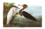 Picture of PURPLE HERON