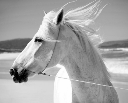 Picture of WHITE HORSE & SEA WINDS