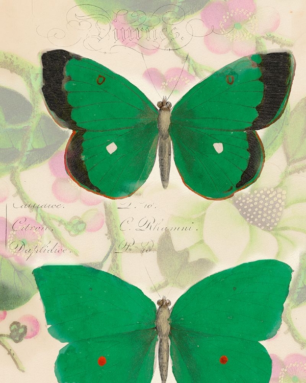Picture of EMERALD WINGS I