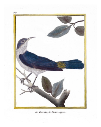 Picture of BLUE & GOLD BIRD I