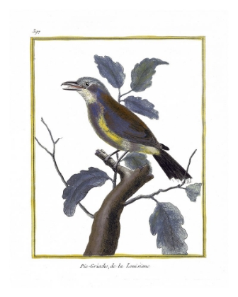 Picture of BLUE & GOLD BIRD II