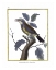 Picture of BLUE & GOLD BIRD II