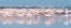 Picture of FLOCK OF FLAMINGOS