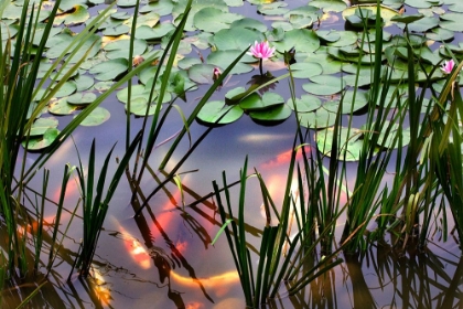 Picture of KOI AND WATERLILIES