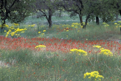 Picture of WOODLAND SPRINGTIME