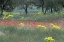 Picture of WOODLAND SPRINGTIME