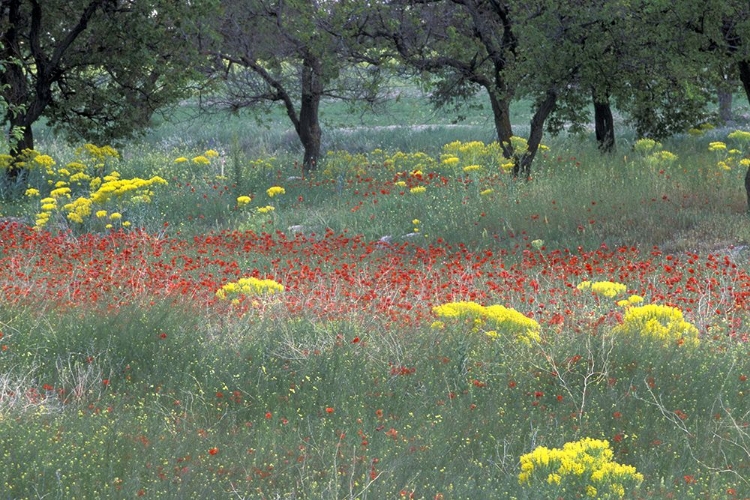 Picture of WOODLAND SPRINGTIME