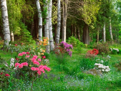 Picture of WOODLAND GARDEN
