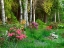 Picture of WOODLAND GARDEN