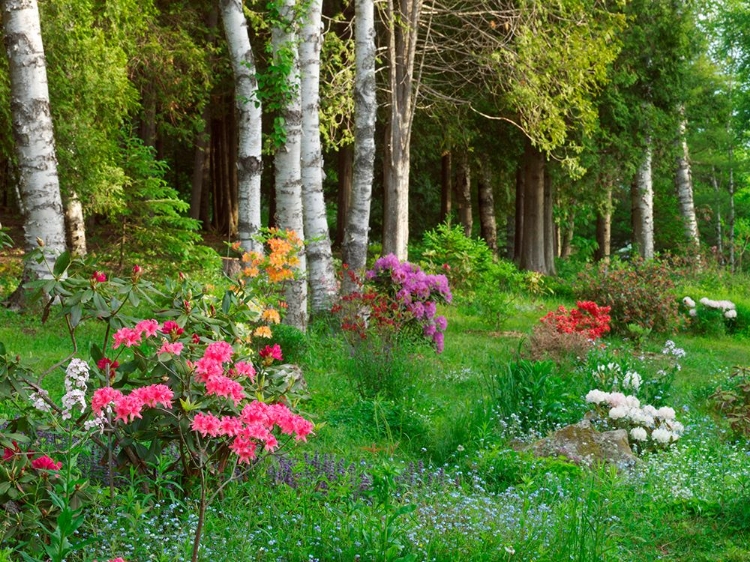 Picture of WOODLAND GARDEN