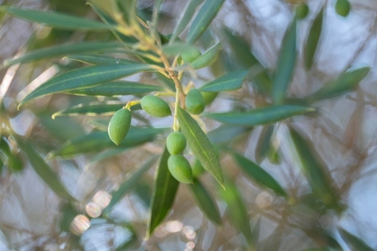 Picture of OLIVE BRANCH CLOSE-UP